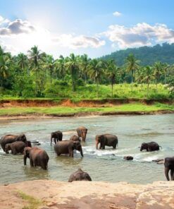 La Esencia de Sri Lanka · Viaje Espiritual · Yoga y Naturaleza
